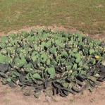 Opuntia cespitosa, cultivated plant in Ohio cemetery, Kevin Rowland