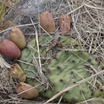 Opuntia cespitosa fruit, Salvisa, KY, Paul Adanick
