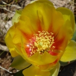 Opuntia cespitosa, garden plant, Mojave Desert, Nancy Hussey