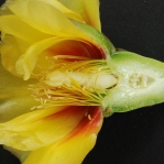 Opuntia cespitosa flower, Pigeon Mt., Walker Co. GA, Paul Adanik