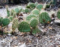 Opuntia charlestonensis growing in shade