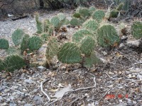 Opuntia charlestonensis, 7500 ft, Mt Charleston, NV