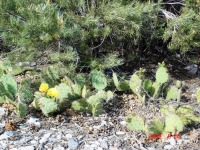 Opuntia charlestonensis, summer