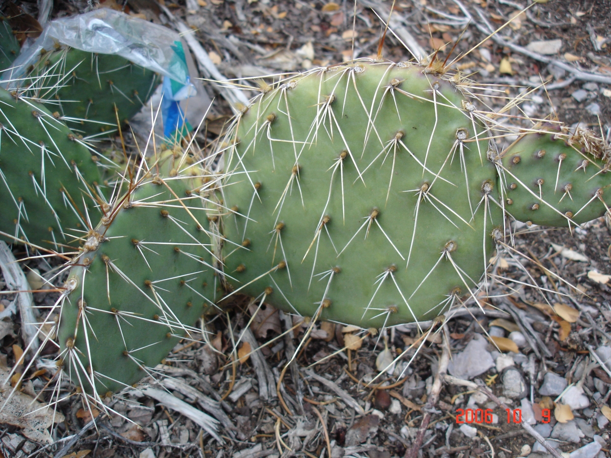 Opuntia charlestonensis, 7500 ft, Mt Charleston, NV