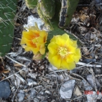 Opuntia charlestonensis, flowers on day 1 and day 2