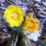 Opuntia charlestonensis, flowers on day 1 and day 2