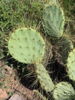 Opuntia chisosensis, Dee Agave, Big Bend