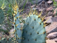 Opuntia chisosensis, Dee Agave, Big Bend