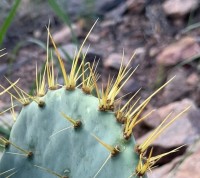 Opuntia chisosensis, Dee Agave, Big Bend