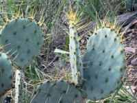 Opuntia chisosensis, Dee Agave, Big Bend