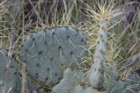 Opuntia chisosensis, the Hibbets Family