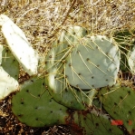 Opuntia chisosensis, Rio Grande Botanical Garden, Albuquerque, NM