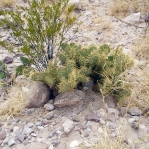 Opuntia chisosensis, lower elevation than usual, Big Bend, photographer unknown