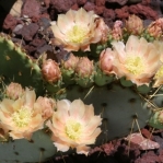 Opuntia chisosensis, the Hibbets Family