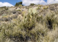 Opuntia chlorotica, Kingman, AZ