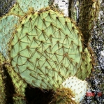 Opuntia chlorotica, Mt Pososi, NV
