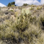 Opuntia chlorotica, Kingman, AZ