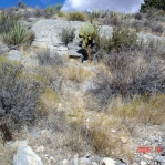 Opuntia chlorotica, near Meadview, AZ