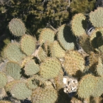 Opuntia chlorotica, Mt Trumble, AZ
