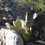 Opuntia chlorotica, near Meadview, AZ
