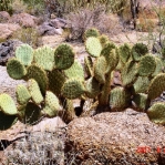 Opuntia chlorotica near Meadview, AZ