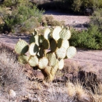 Opuntia chlorotica, Kingman, AZ