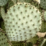 Opuntia chlorotica, nearly spineless