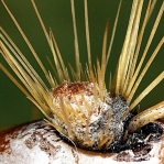 Opuntia chlorotica, NM Russ Kleinman