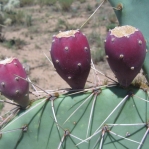 Opuntia confusa with fruit, AZ