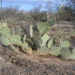 Opuntia confusa, southeastern, Tucson, AZ