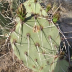 Opuntia confusa, southeastern, Tucson, AZ