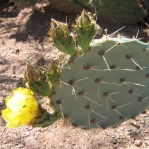Opuntia confusa, Desert Botanical Garden, Phoenix, AZ