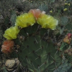 Opuntia confusa, Catalina Rd, Tucson, AZ