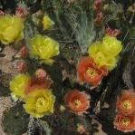 Opuntia confusa, Catalina Rd, Tucson, AZ