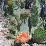 Opuntia confusa, Tucson, AZ