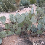 Opuntia confusa, Tonono Chul, Tucson, AZ