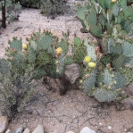Opuntia confusa, Tohono Chul Park, Tucson, AZ