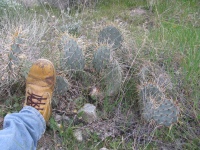 Opuntia covillei