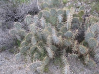 Opuntuia covillei