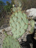Opuntia covilei, Strawberry Creek