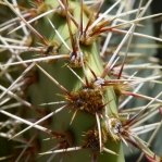 Opuntia covillei spines, Nancy Hussey