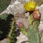 Opuntia covillei flower, Nancy Hussey