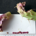 Opuntia covillei, fruit and seeds, Nancy Hussey