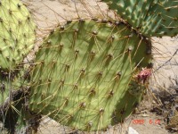 Opuntia curvospina, west of Kingman, AZ