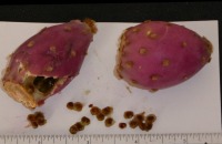 Opuntia curvospina, fruit and seeds, Nancy Hussey