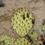 Opuntia curvospina, west of Kingman, AZ