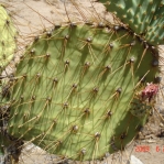 Opuntia curvospina, west of Kingman, AZ