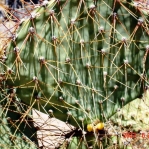 Opuntia curvospina, Mt Tipton area, AZ