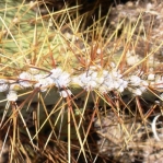 Opuntia curvospina, areoles on edge of cladode