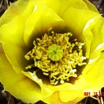 Opuntia curvospina, Mt Tipton area, AZ